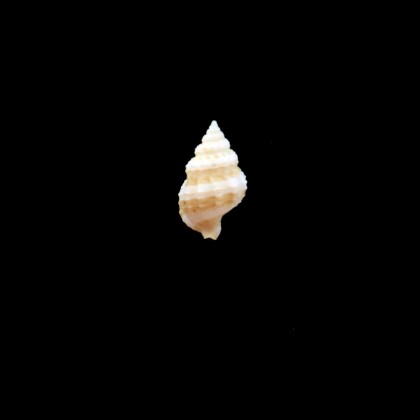 problematica 20,0mm