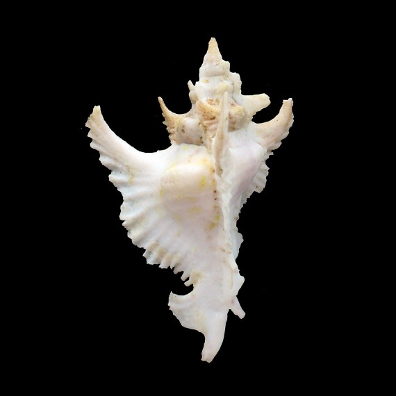 gambiensis 67,0mm