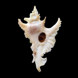 gambiensis 67,0mm