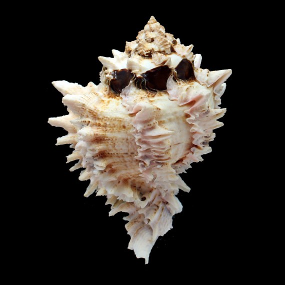 regius 120,0mm