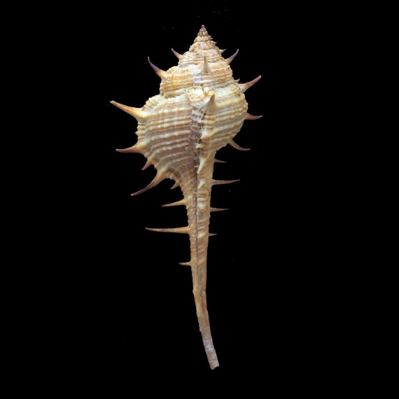 acantostephes 83,0mm