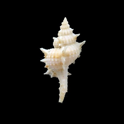 ciboney 48,0mm