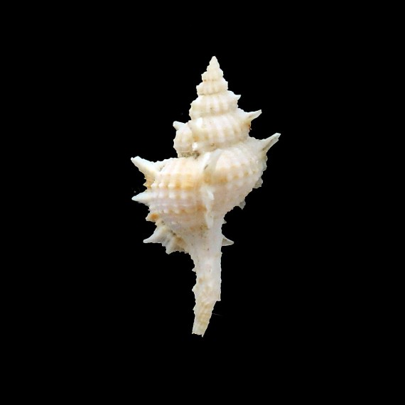 ciboney 48,0mm