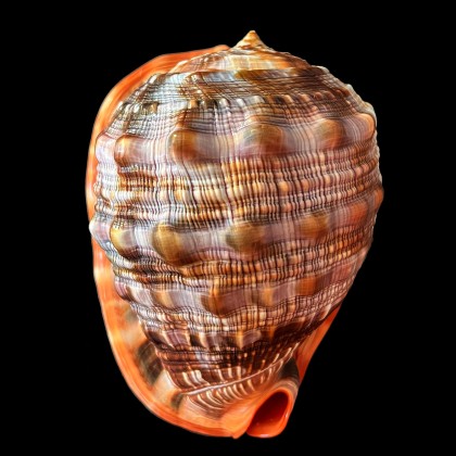 rufa 173,0mm GIANT