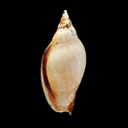 larochei ostenfeldi 113,0mm