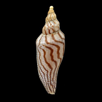 rupestris thatchi 116,0mm