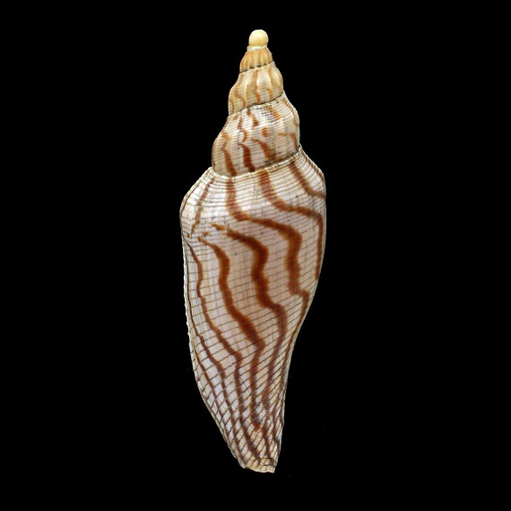 rupestris thatchi 116,0mm