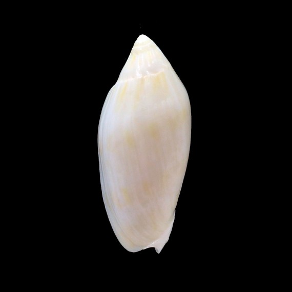 maculata volva 68,0mm RARE