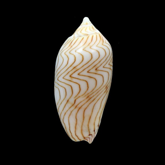 undulata 70,0mm SUPERB