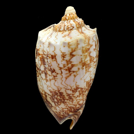 rossiniana 138,6mm RARE