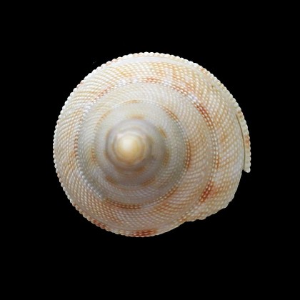 wareni 40,0mm