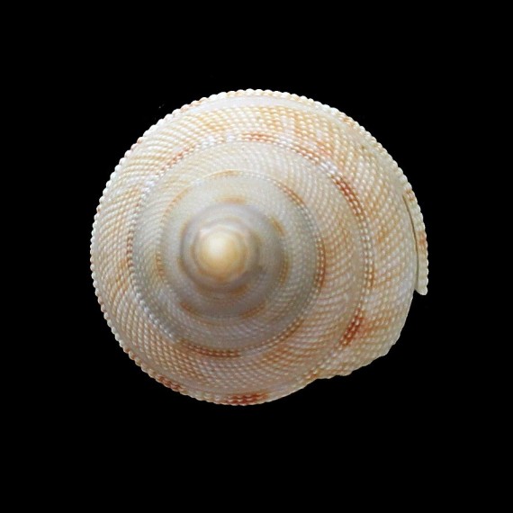 wareni 40,0mm