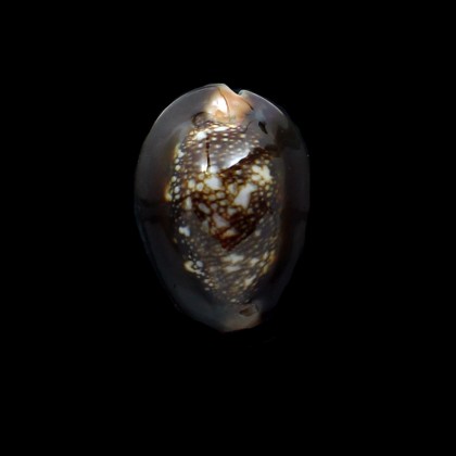 caputserpentis 41,4mm