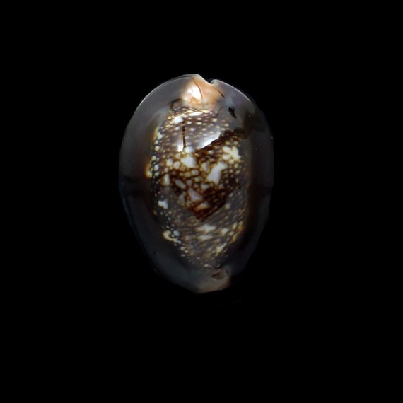 caputserpentis 41,4mm