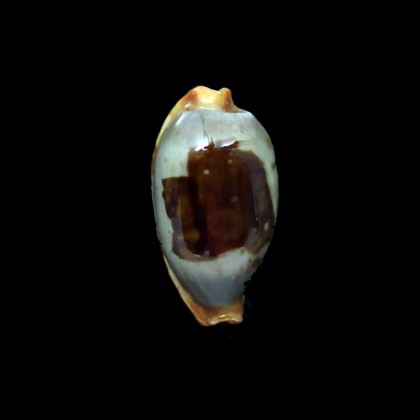 stolida aureliae 34,1mm