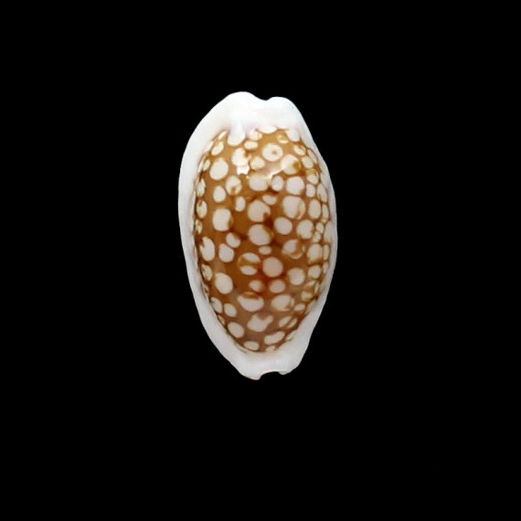cribraria 29,0mm ROSTRATE