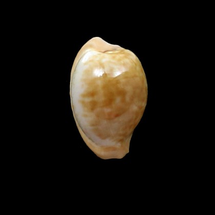 fuscorubra gondwanalandensis 30,0mm