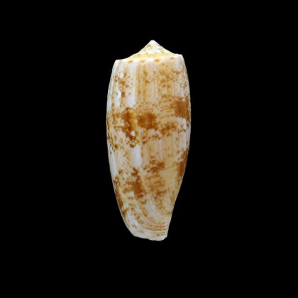 fragilissimus 59,5mm BIG