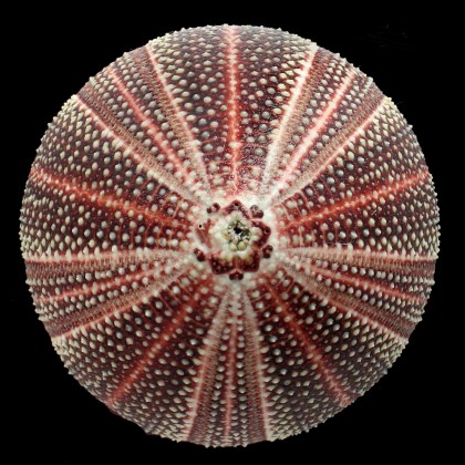 esculentus 127,0mm