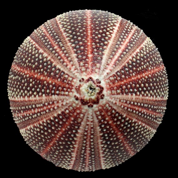 esculentus 127,0mm