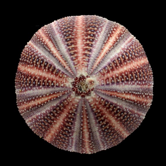 esculentus 129,0mm BIG