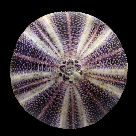 esculentus 121,0mm