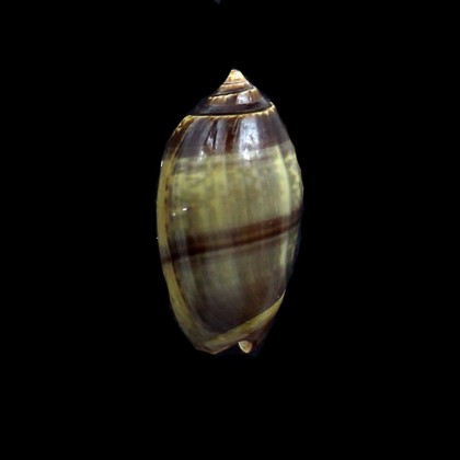 tigrina 40,0mm