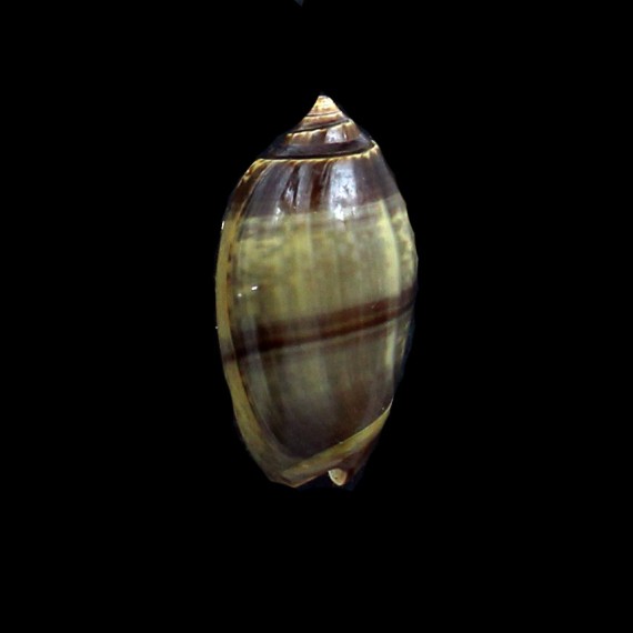 tigrina 40,0mm