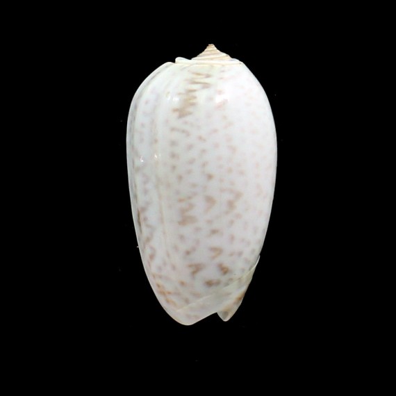 tigrina 50,0mm