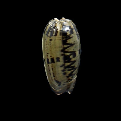 vidua fulminans 52,0mm