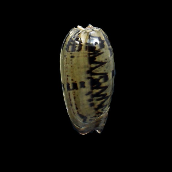 vidua fulminans 52,0mm