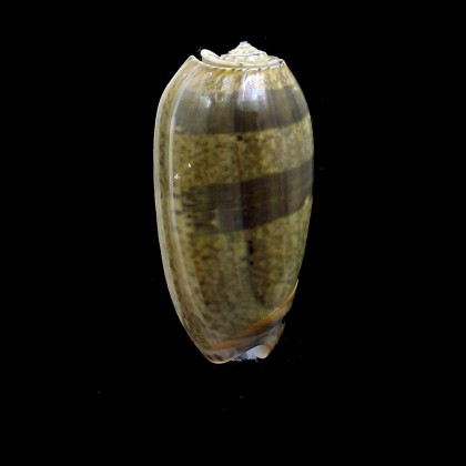 vidua albofasciata 55,0mm