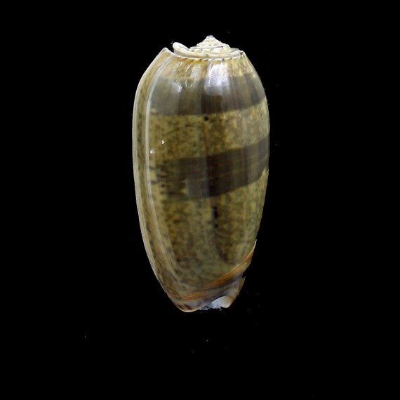 vidua albofasciata 55,0mm