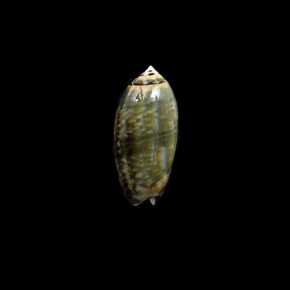 tricolor subviridis 45,0mm