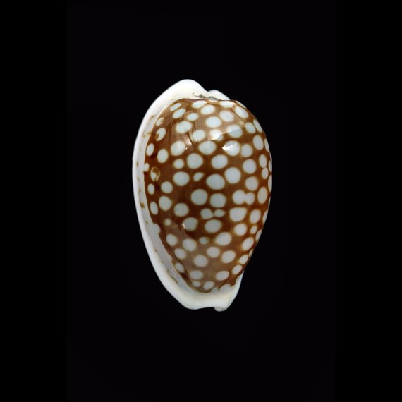 cribraria comma 23,9mm