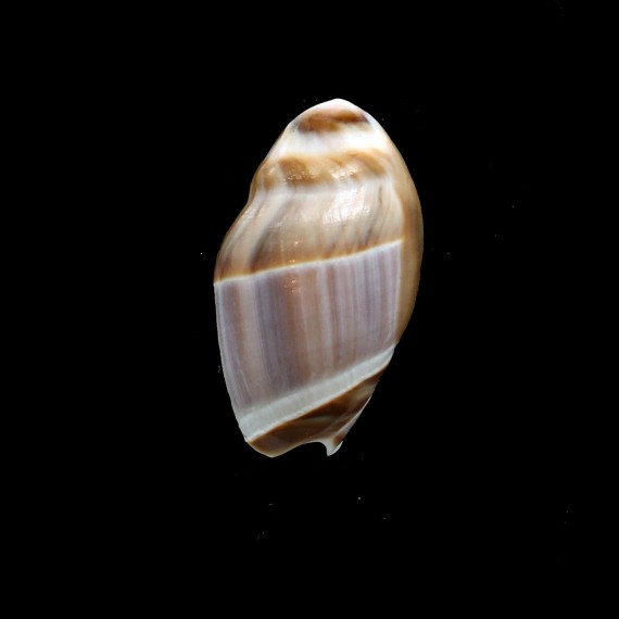 obtusa 44,0mm BIG