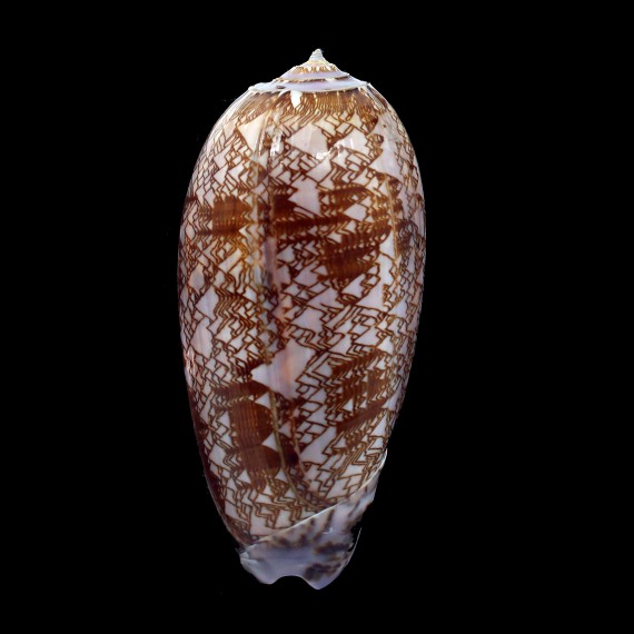 porphyria 107,0mm
