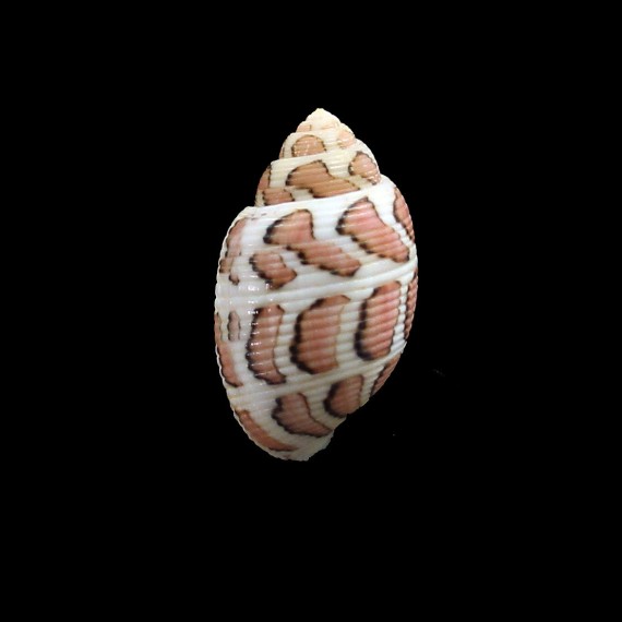 eloisae 28,0mm