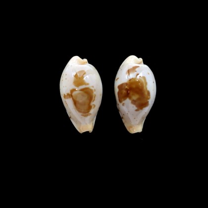 saulae 20,0mm
