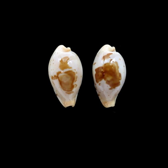 saulae 20,0mm