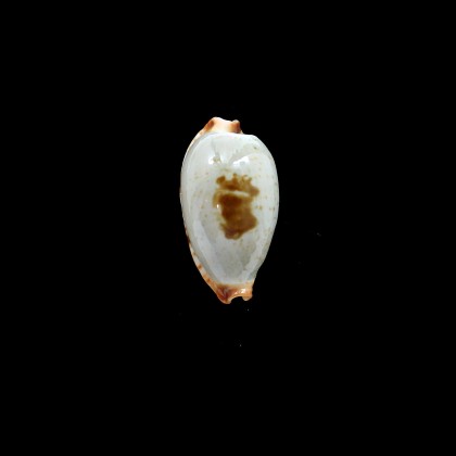 stolida diauges 33,5mm BIG