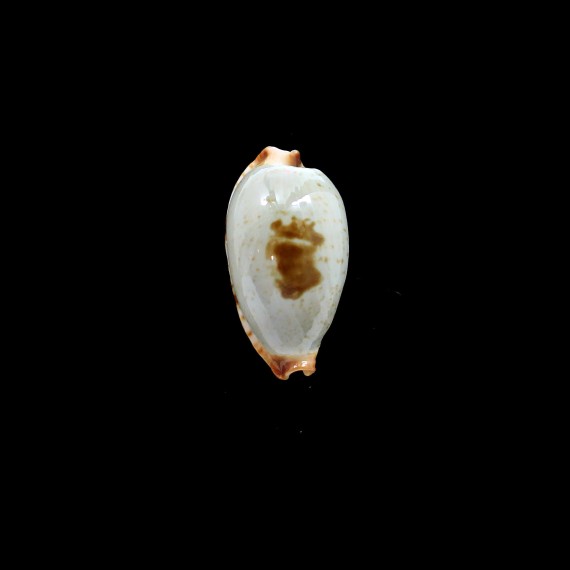 stolida diauges 33,5mm BIG