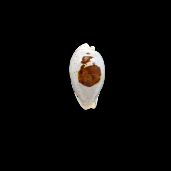saulae 27,3mm BIG