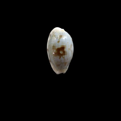 teres pelluscens 25,0mm