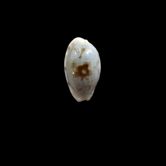 teres pelluscens 25,0mm