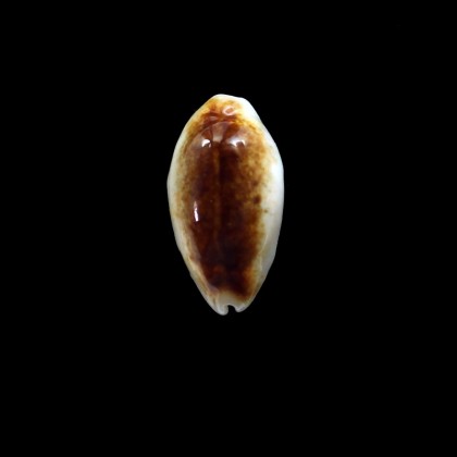 pallidula rhinoceros 28,9mm