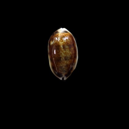 listeri melvilli 22,8mm NR