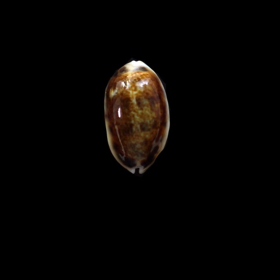 listeri melvilli 22,8mm NR