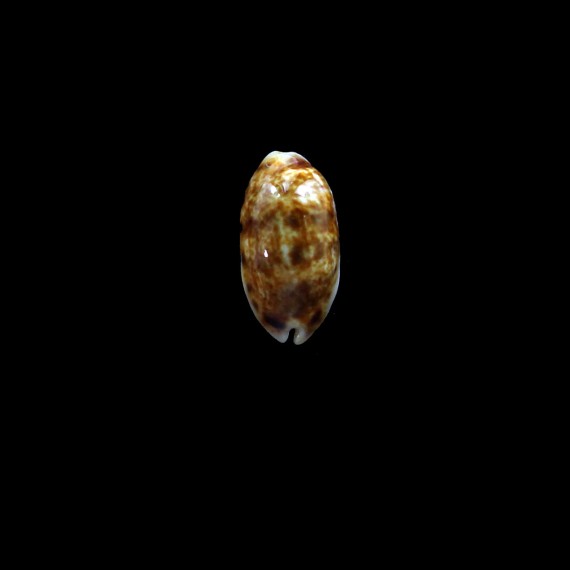 listeri melvilli 18,0mm NR