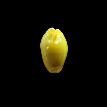 moneta 28,0mm